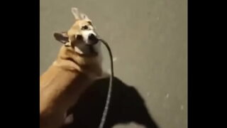 cachorrão gostoso leva forte o dono à loucura, brincam demais